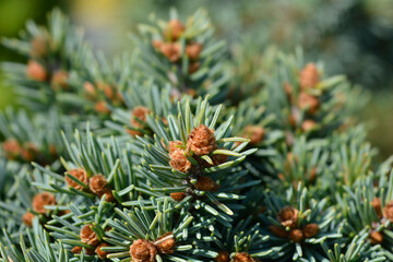 Fototapeta premium A beautiful macro view of the dense blue green needles and brown spring buds on an Engelmann spruce shrub - latin name - Picea engelmannii Talbot Lake