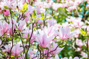 Pink magnolia flowers on tree branches in spring © reddish