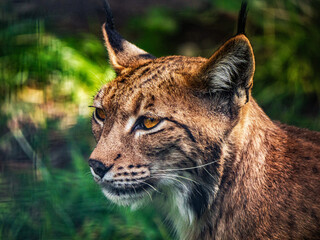 A close-up portrait of a wild lynx with pointed ears. © Daan Klein