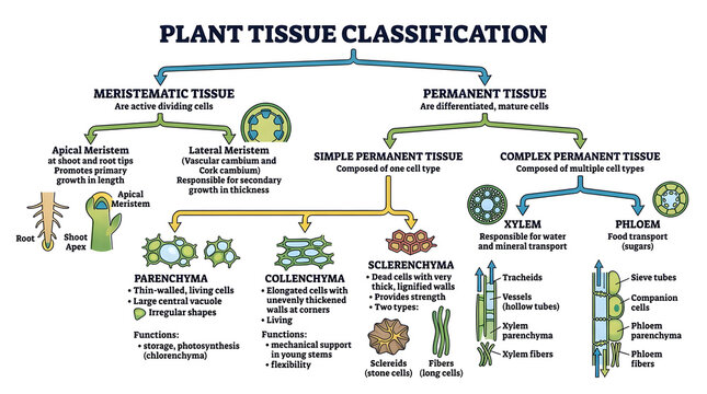 Plant tissue classification educational chart and diagram with classification, education