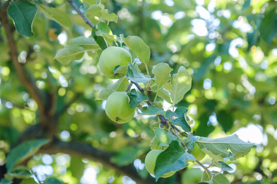 Green apples growing on a tree branch with soft green foliage
