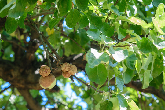 Apples on a branch with withered fruits in natural light