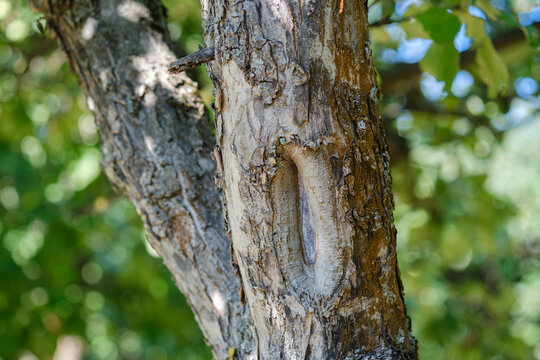 Close-up of aged tree bark with textured details and a natural opening in the trunk against a soft green background