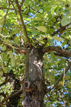 Tree trunk with branches and green leaves against a clear sky