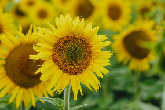 Field of sunflowers with one flower in focus