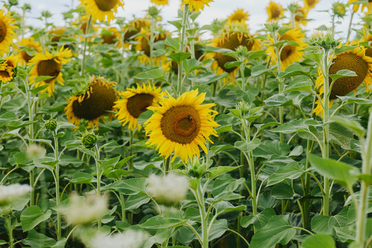A field of sunflowers with green leaves under a cloudy sky