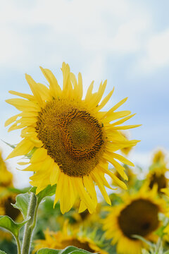 Sunflower field with bright yellow flowers against a blue sky background