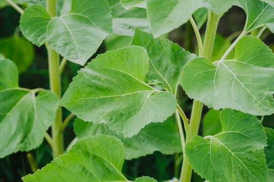 Green sunflower leaves growing on a tall stem in the garden
