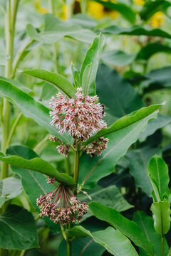 Pink flower clusters on a tall green plant with large leaves in a natural outdoor setting
