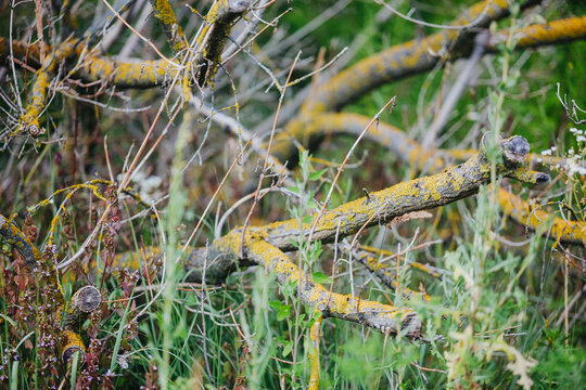 Fallen tree branches covered in yellow lichen lie on the ground surrounded by green foliage