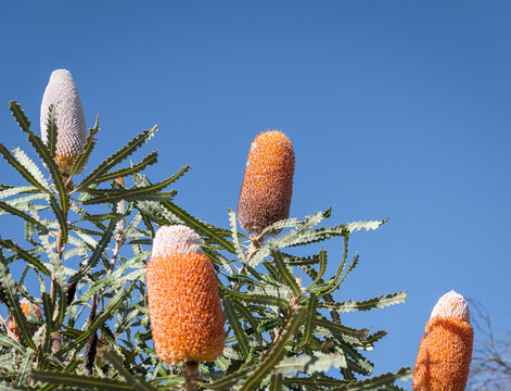 Acorn Banksia in Kalbarri National Park, Western Australia, Australia