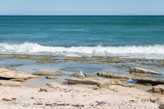 Silver gull on a beach in Cape Range National Park, Western Australia, Australia