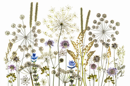 Pressed Dried Wildflowers and Reseda Herbarium Composition with Painted Sage, Scabious and Umbellifers on Backlit LED Board