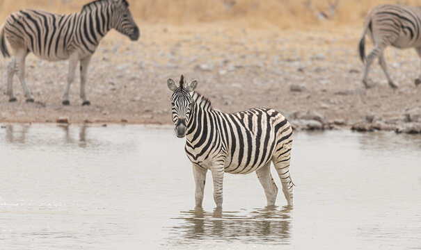 Plains Zebra at a waterhole in Etosha National Park, Namibia, Africa