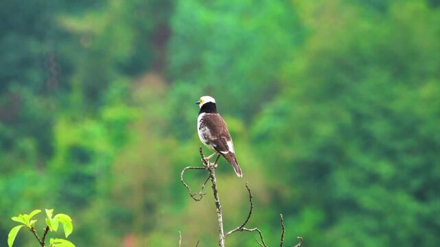 Black-collared starling (Gracupica nigricollis) Territorial behavior. Bird sings in a noticeable constant song post which marks the boundaries of the territory. Vietnam
