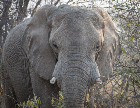 African Elephant in Etosha National Park, Namibia, Africa