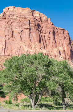 Vegetation and Rock Formation in Capitol Reef National Park, Utah, USA