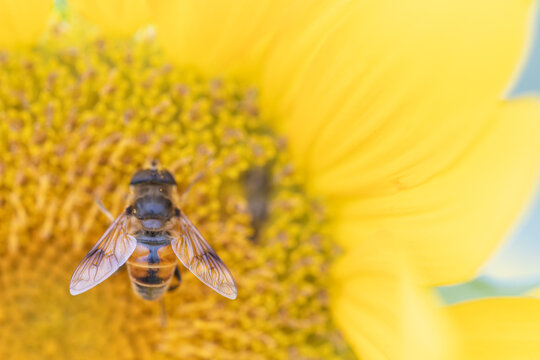 ヒマワリの蜜を吸う蜂