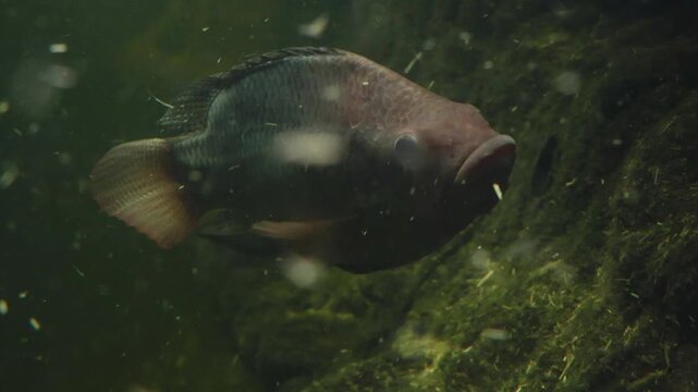 Freshwater fish swimming gracefully through murky water, showcasing its vibrant colors and unique features against a backdrop of aquatic vegetation and rocky substrate