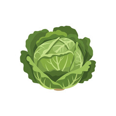 Obraz premium Fresh Green Cabbage Vector Illustration