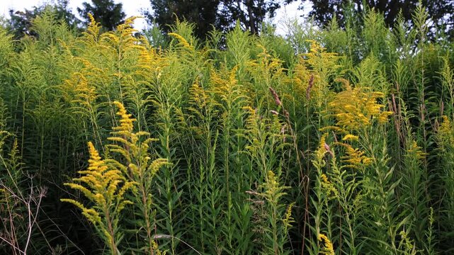The Canadian goldenrod has taken over the field and displaced all other plants. Yellow flowers in bloom. Invasive species. Solidago gigantea. Ecosystem disruption. Environmental problem. 4K footage.