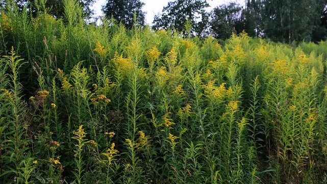 The Canadian goldenrod has taken over the field and displaced all other plants. Yellow flowers in bloom. Invasive species. Solidago gigantea. Ecosystem disruption. Environmental problem. 4K footage.