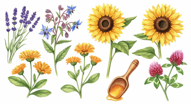 Colorful flowers and honey illustration set