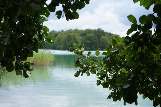 Blick durch die Bl&auml;tter einer Schwarz-Erle (Alnus glutinosa) auf den Liepnitzsee in Brandenburg im Sommer