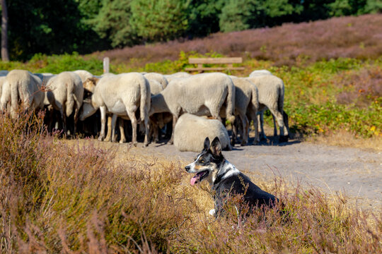 Summer landscape, Australian shepherd dog sitting in blooming while guarding sheep, A group of sheep (Drenthe Heath) walking and nibbling grass between flowering Calluna vulgaris or Heide, Netherlands