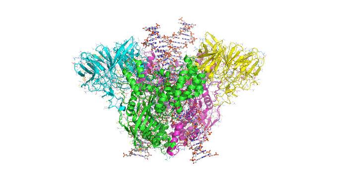 Mouse RAG1-RAG2 signal-end complex (SEC) bound to DNA, critical for initiating V(D)J recombination and suppressing transposition in the adaptive immune system, 3D cryo-EM model 4K