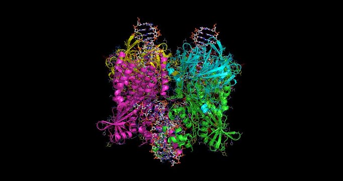 Mouse RAG1-RAG2 signal-end complex (SEC) bound to DNA, critical for initiating V(D)J recombination and suppressing transposition in the adaptive immune system, 3D cryo-EM model spinning, 4K