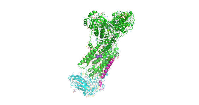 Sodium-potassium pump ($Na^+/K^+$-ATPase, PDB ID 2ZXE), transmembrane ion transporter maintaining cellular electrochemical gradients, 3D structure 4K