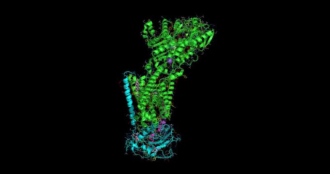 Sodium-potassium pump ($Na^+/K^+$-ATPase, PDB ID 2ZXE), transmembrane ion transporter maintaining cellular electrochemical gradients, 3D structure 4K spinning