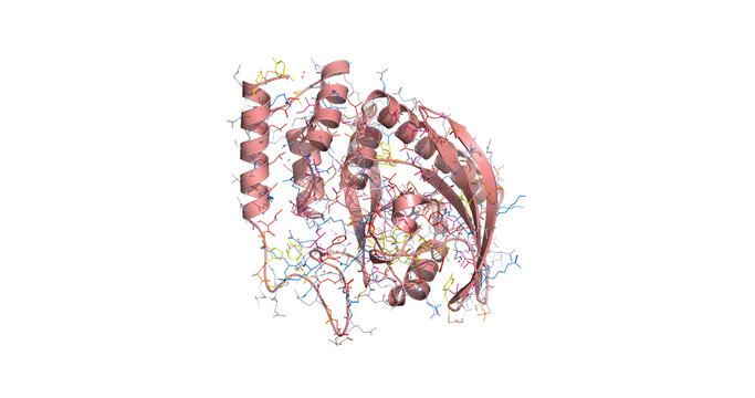 Yersinia (the Black Death/plague) protein tyrosine phosphatase (Yop51 catalytic domain), 3D structure 4K  