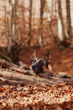Belgian Malinois moves across a fallen tree surrounded by dry woodland leaves. Warm seasonal scenery captures canine activity, hiking and outdoor fall adventure.