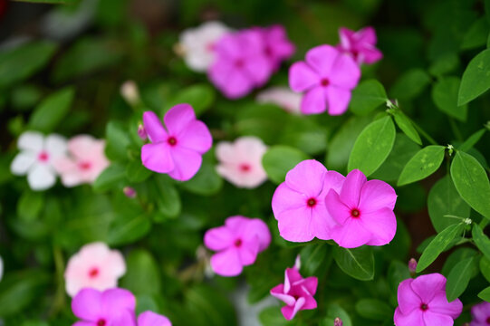 Peach-pink and pale pink Catharanthus roseus blossoms overlap before layered green foliage and more blurred blooms, Yuanshan Township, summer daylight.