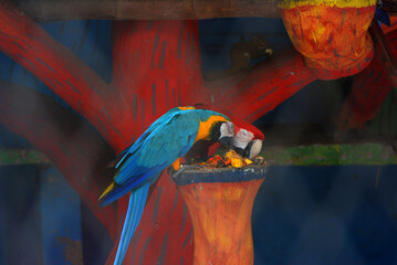 Blue and yellow macaw bird eating food from a hanging feeder dish with wildlife © Md