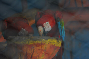 Scarlet macaw parrots eating seeds from a wooden bowl inside an enclosure © Md