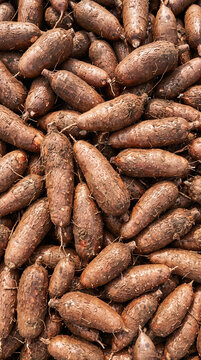 Fresh Cassava Root Harvest with Dew Drops
