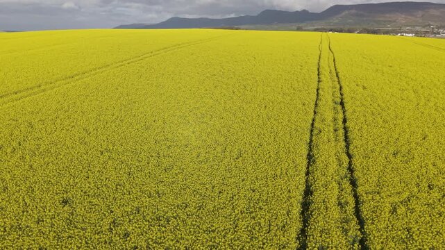 Aerial of bright yellow fields, canola