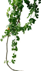 Fototapeta premium Vine plant, Branch creeper leaf green, Liana tropical nature.