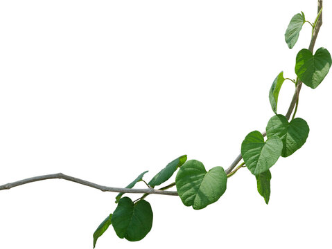 Vine plant and leaves, This climbing plant thrives in nature isolated on white background. Have clipping path.