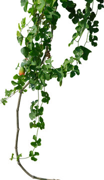 Vine plant, Branch creeper leaf green, Liana tropical nature.