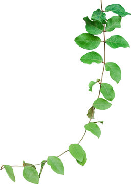 Vine plant and leaves, This climbing plant thrives in nature isolated on white background. Have clipping path.