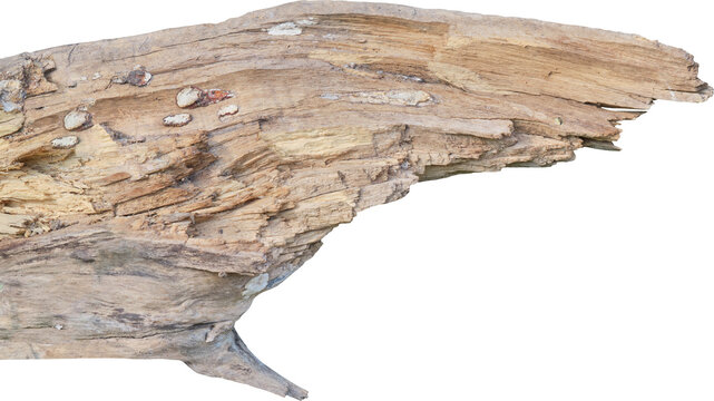 branch tree dry cracked bark
