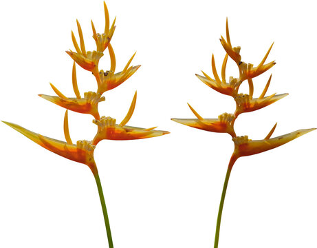 Heliconia psittacorum flower