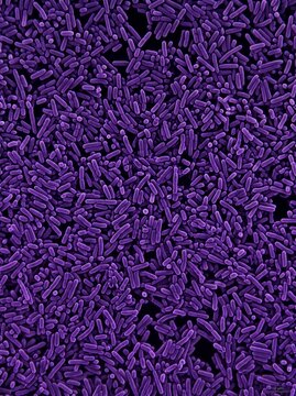 Detailed microscopic portrait of purple rod-shaped bacteria showing dense bacillus colonies in a vertical orientation for medical research, science education, and pharmaceutical marketing.