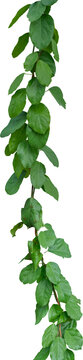 Vine plant and leaves, This climbing plant thrives in nature isolated on white background. Have clipping path.