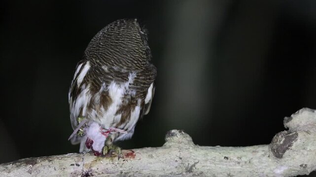 The Javan owlet (Glaucidium castanopterum) is a species of owl in the family Strigidae. It is native to the islands of Java and Bali.