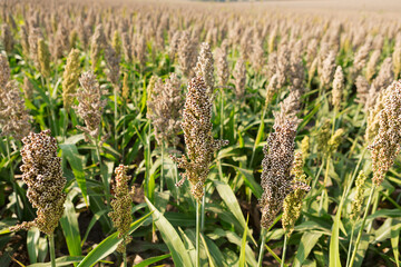 Fototapeta premium Ripe white sorghum field before harvesting. Mature grain sorghum panicles growing in agricultural farmland